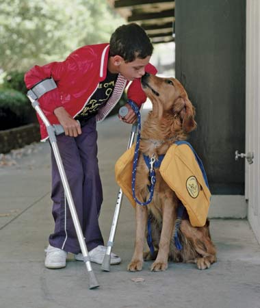 This is a picture of a service dog helping someone (http://advocacy.britannica.com/blog/advocacy/wp-content/uploads/service-dog.jpg)